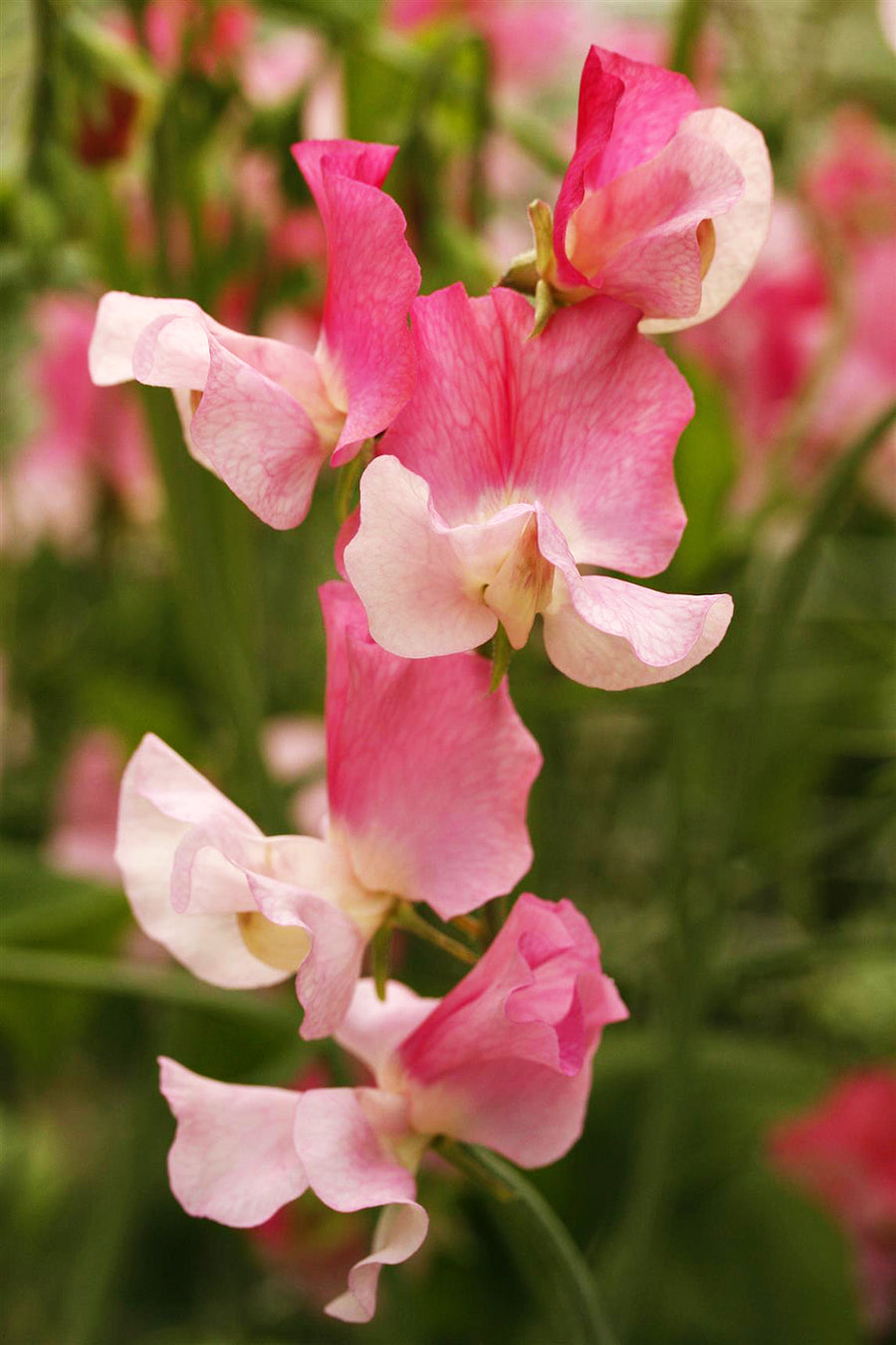 Nuance Sweet Pea seeds online shopping