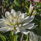 Snowflake Dahlia
