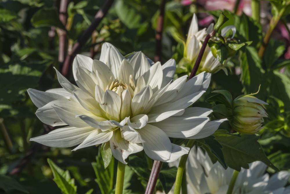 Snowflake Dahlia