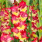 Stereo Gladiolus Corms