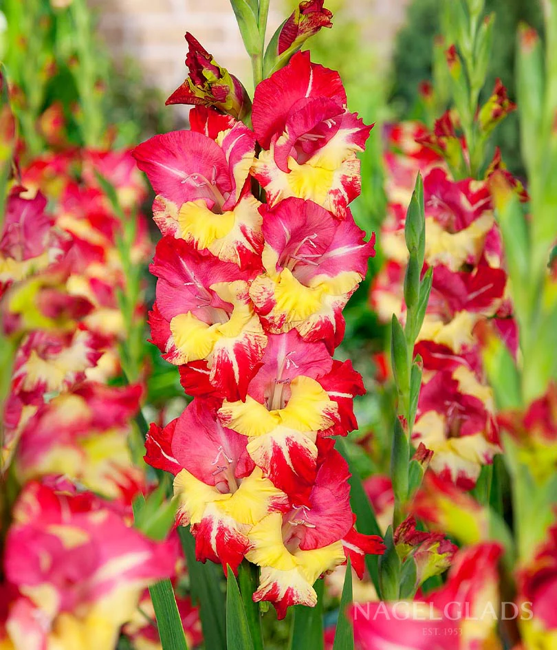 Stereo Gladiolus Corms