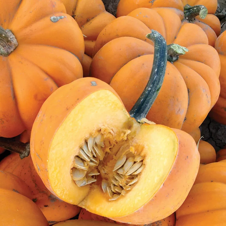 Orangita F1 Pumpkin