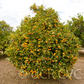 Lee Mandarin Budwood citrus plant material online shopping