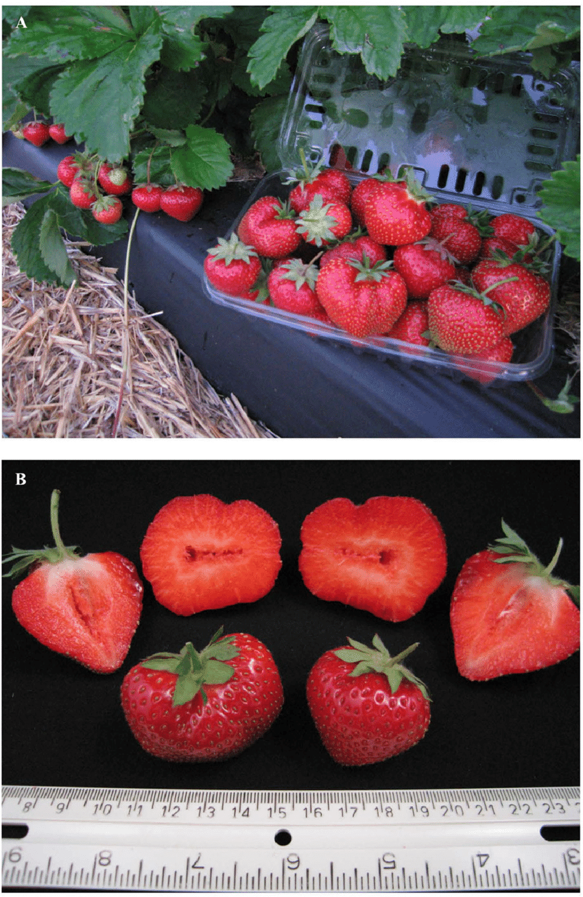 Flavorfest June Bearing Strawberry