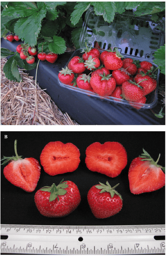 Flavorfest June Bearing Strawberry