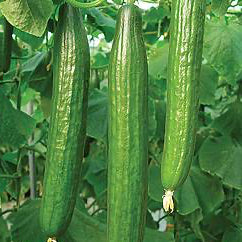Vista F1 Cucumber Seeds online shopping