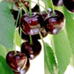 Benton® Sweet Cherry