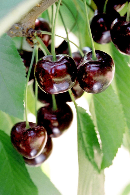 Benton® Sweet Cherry