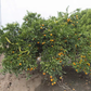 Okitsu Wase Satsuma Mandarin Budwood citrus plant material online shopping