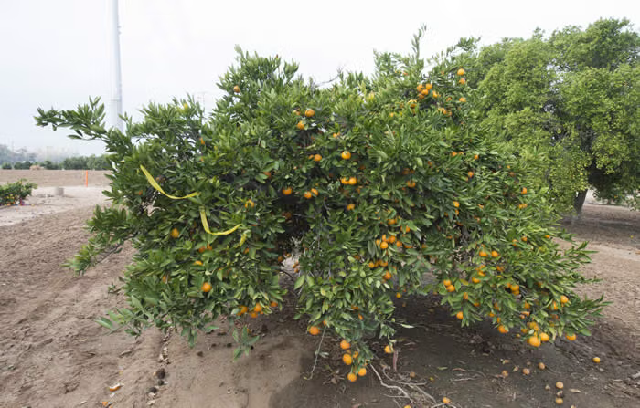 Okitsu Wase Satsuma Mandarin Budwood citrus plant material online shopping