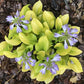 Sun Mouse Hosta Plants online shopping