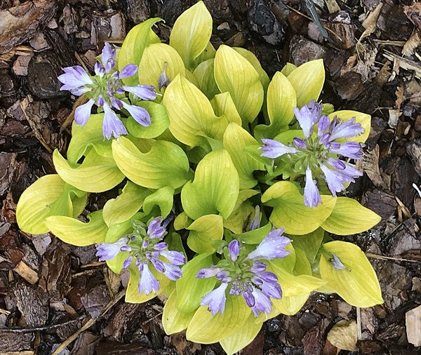 Sun Mouse Hosta Plants online shopping