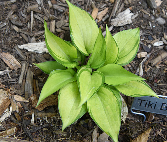 Tiki Bar Hosta