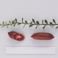 Misterioso Australian Finger Lime Budwood citrus plant material online shopping