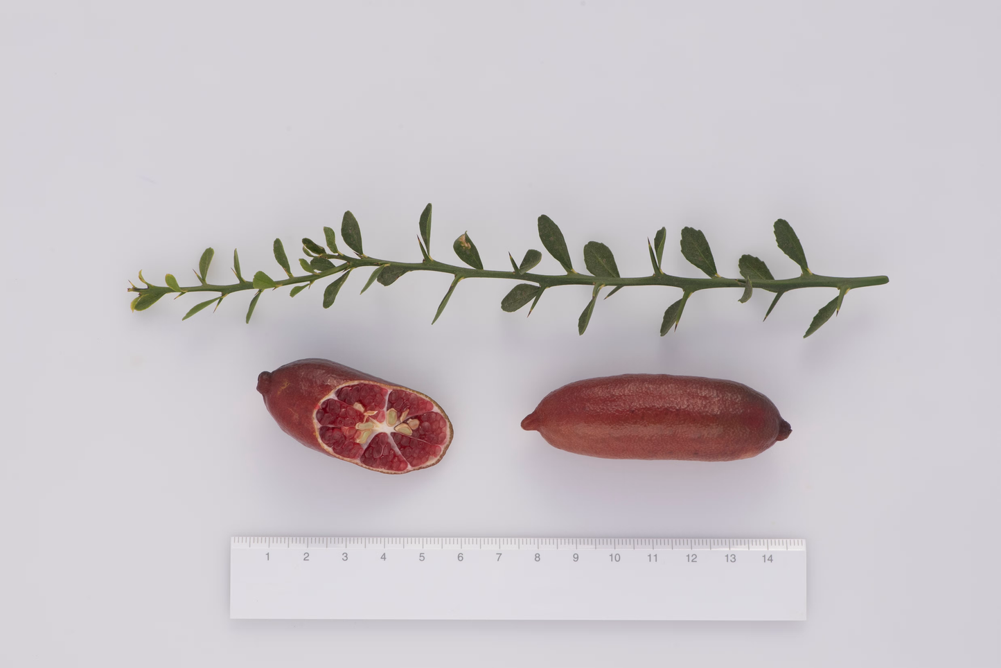 Misterioso Australian Finger Lime Budwood citrus plant material online shopping