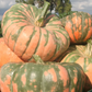 Speckled Hound F1 Pumpkin Seeds online shopping