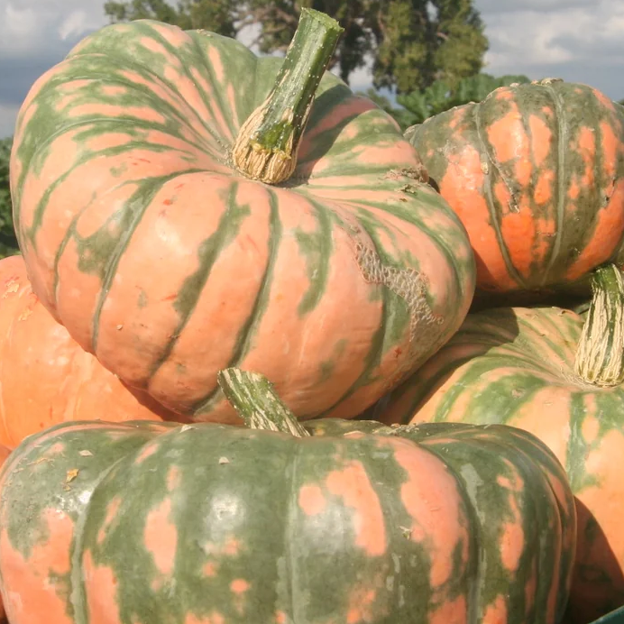 Speckled Hound F1 Pumpkin Seeds online shopping