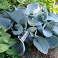 Kiwi Blue Baby Hosta Plants online shopping