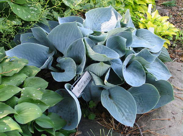 Kiwi Blue Baby Hosta Plants online shopping