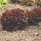Red Salad Bowl Lettuce Seeds online shopping