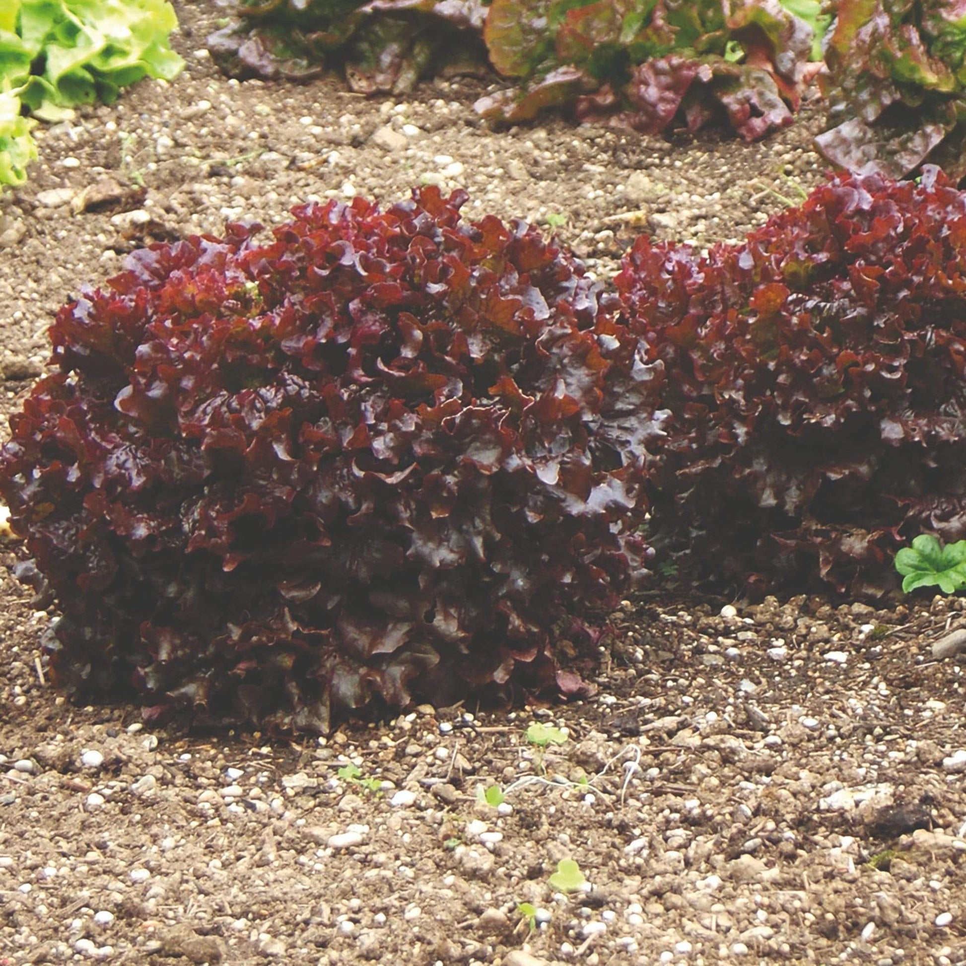 Red Salad Bowl Lettuce Seeds online shopping