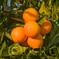 Rio Farms Vaniglia Pigmented Sweet Orange Budwood citrus plant material online shopping