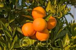 Rio Farms Vaniglia Pigmented Sweet Orange Budwood citrus plant material online shopping
