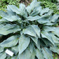 October Sky Hosta Plants online shopping