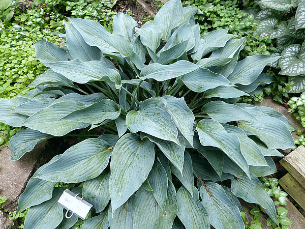October Sky Hosta Plants online shopping