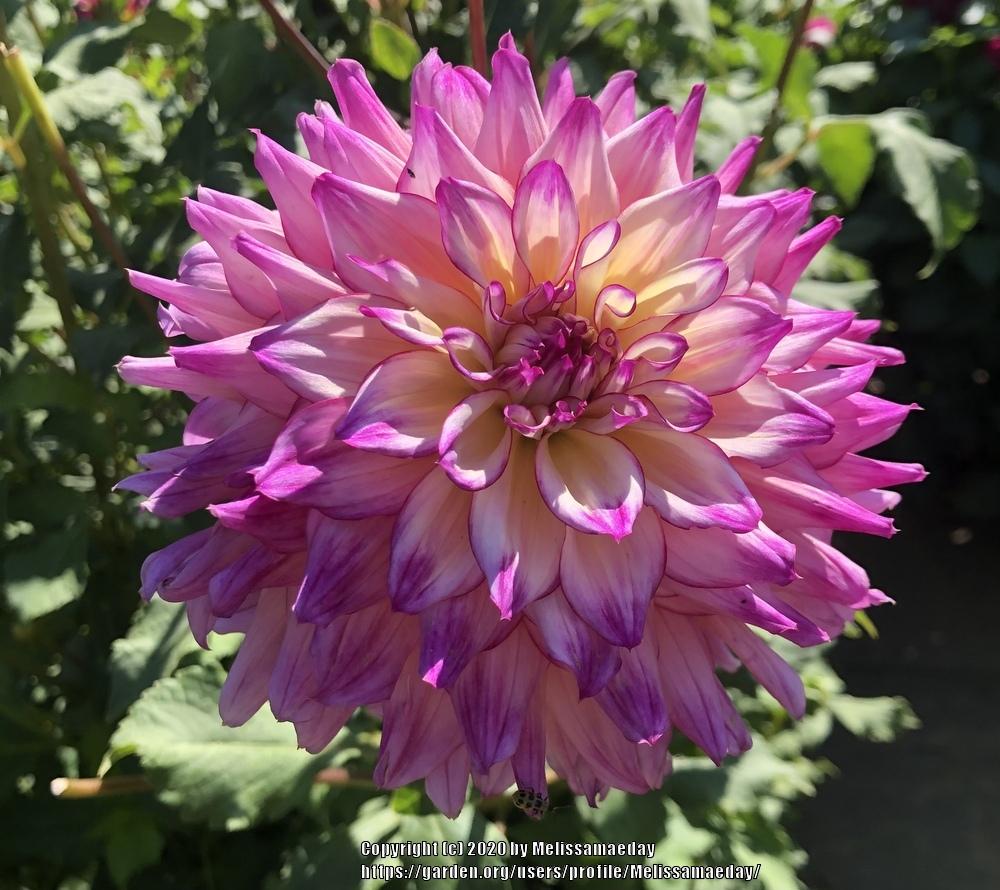 Spoiled Rotten Dahlia