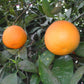 Cutter Nucellar Valencia Orange Budwood citrus plant material online shopping