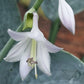 I’ll Fly Away Hosta Plants online shopping