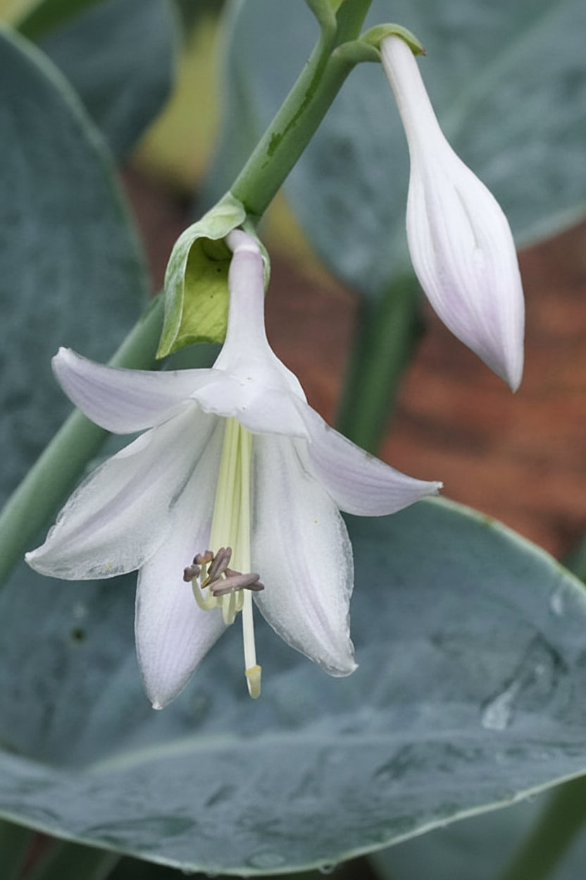 I’ll Fly Away Hosta Plants online shopping