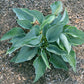 Rowan My Boat Hosta Plants online shopping
