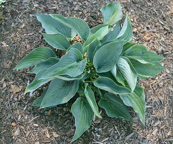 Rowan My Boat Hosta Plants online shopping