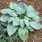Tarheel Blue Hosta Plants online shopping