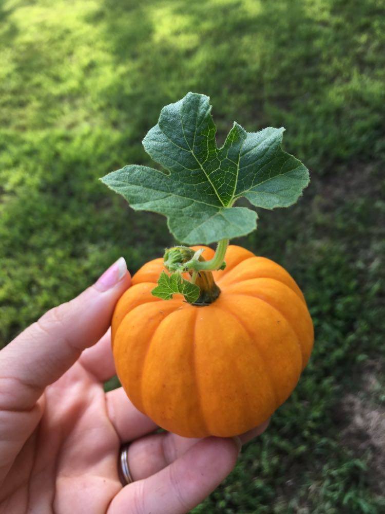 Jack Be Little Pumpkin