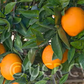 Navelate Navel Orange Budwood citrus plant material online shopping