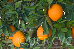 Navelate Navel Orange Budwood citrus plant material online shopping