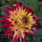 Wildcat Dahlia