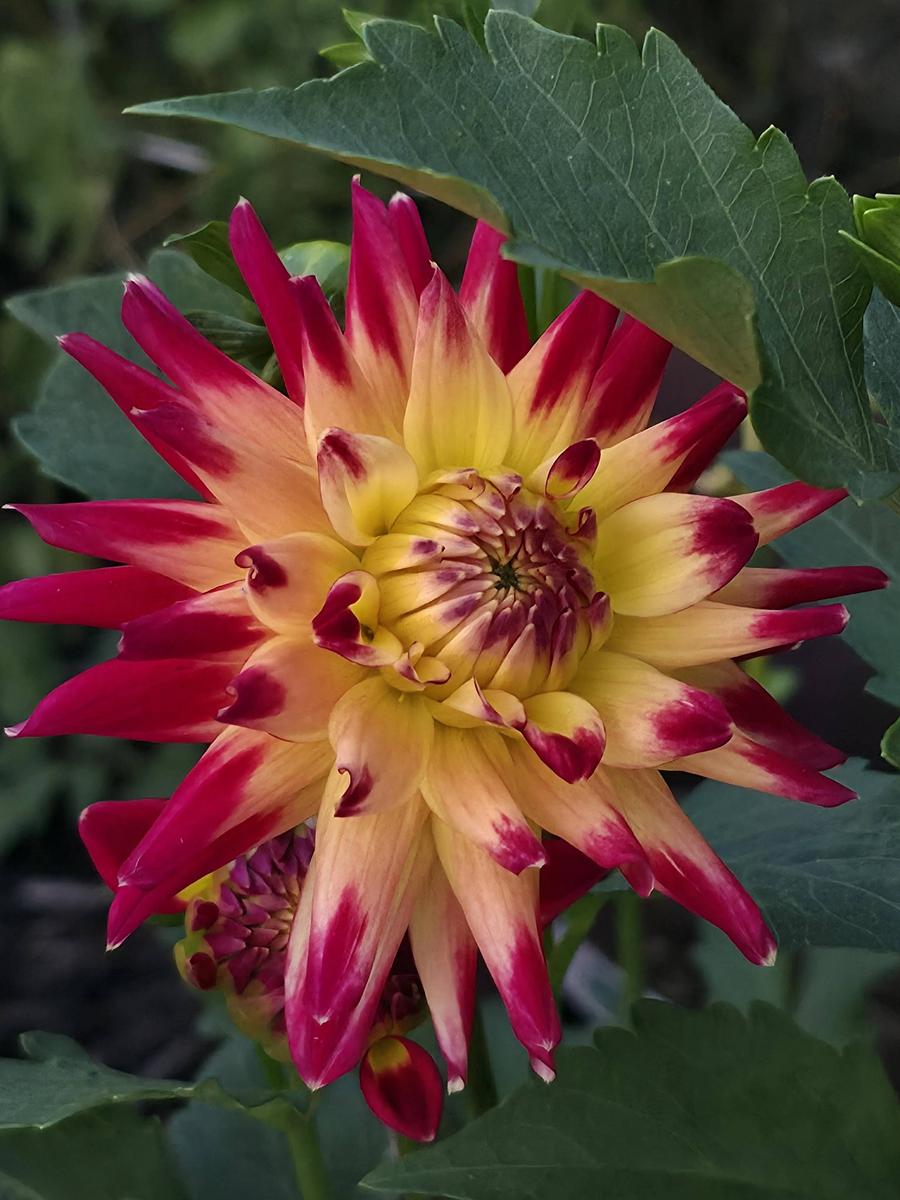 Wildcat Dahlia