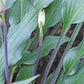 Peek A Boo Hosta Plants online shopping