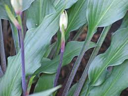 Peek A Boo Hosta Plants online shopping