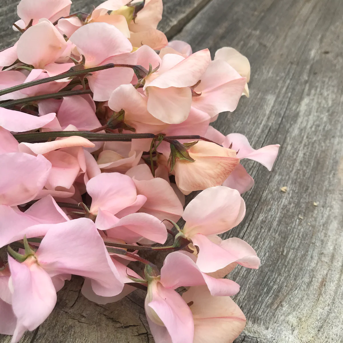 Shell Pink Sweet Pea seeds online shopping