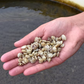 Mercenaria Mercenaria Clam Seed MA