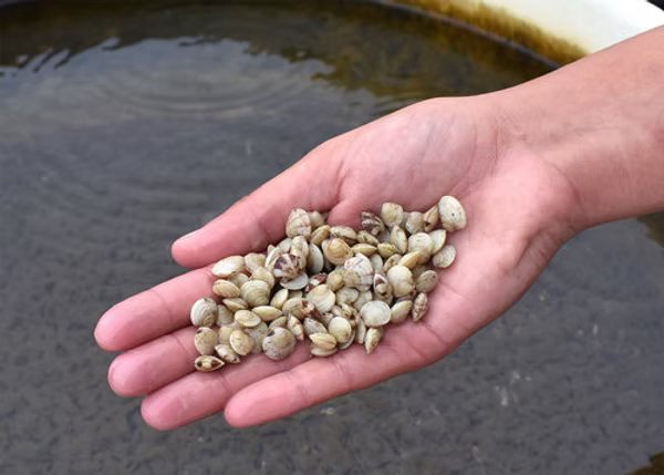 Mercenaria Mercenaria Clam Seed MA