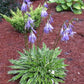 Stiletto Hosta Plants online shopping