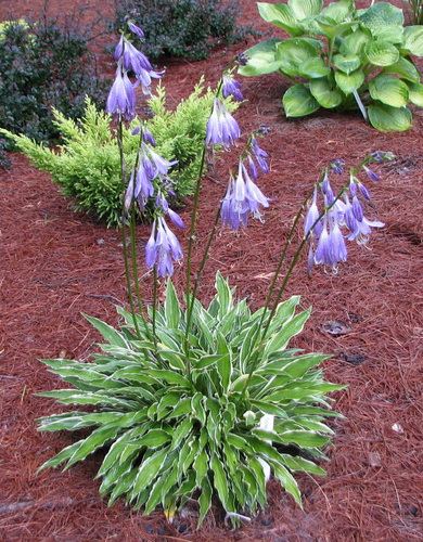 Stiletto Hosta Plants online shopping