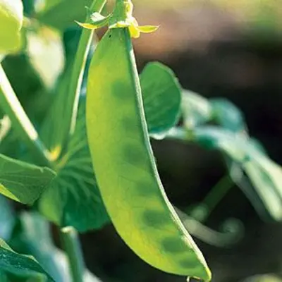 Oregon Giant Snow Pea Seeds online shopping