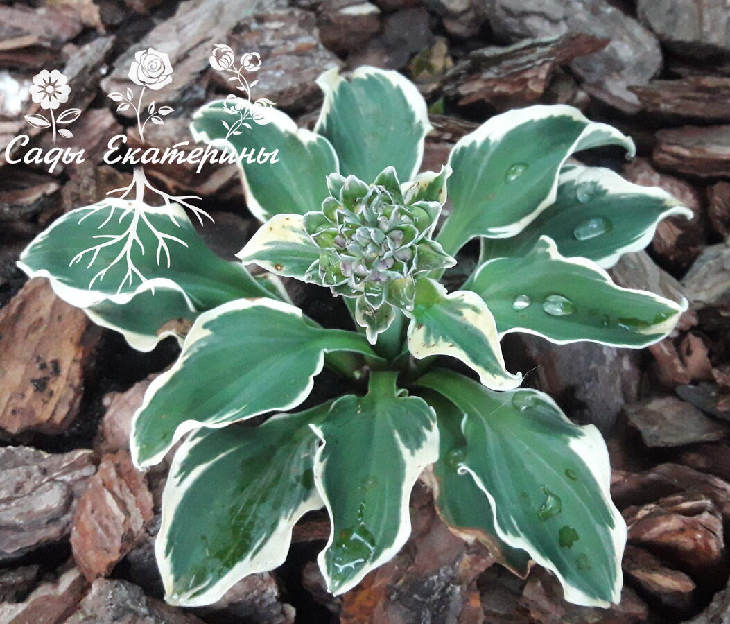 Mouse On The Moon Hosta